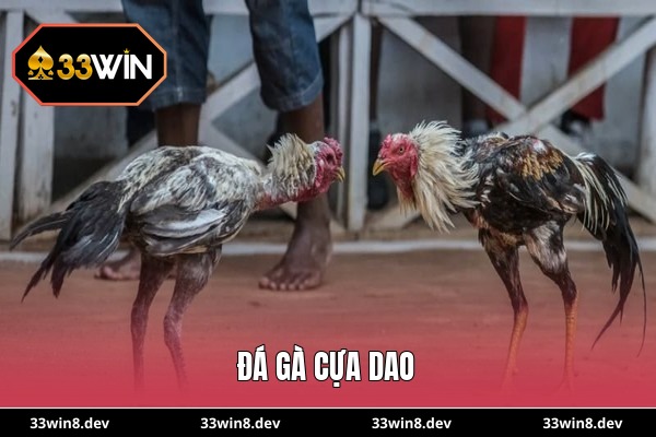 Đá gà cựa dao