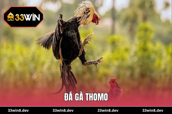 Đá gà Thomo