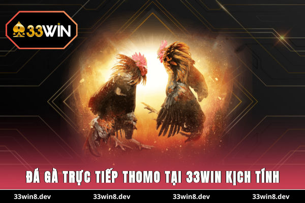 Đá gà trực tiếp Thomo tại 33WIN kịch tính