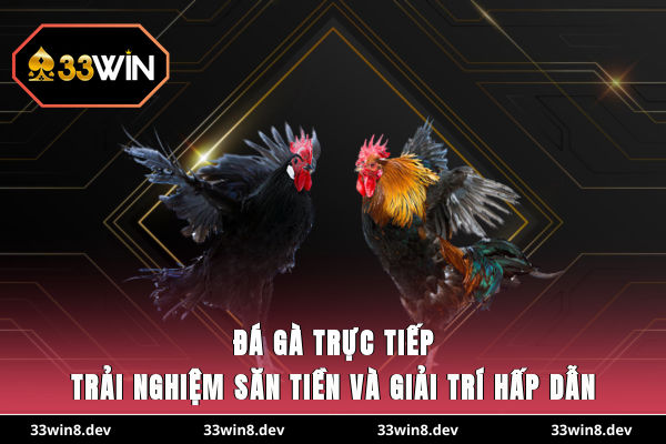 Đá gà trực tiếp
