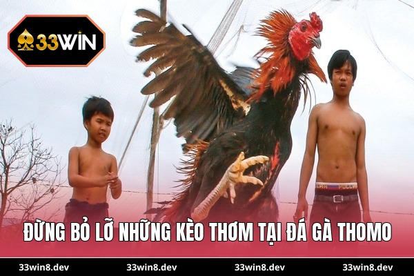 Đừng bỏ lỡ những kèo thơm tại đá gà Thomo