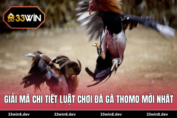 Giải mã chi tiết luật chơi đá gà Thomo mới nhất