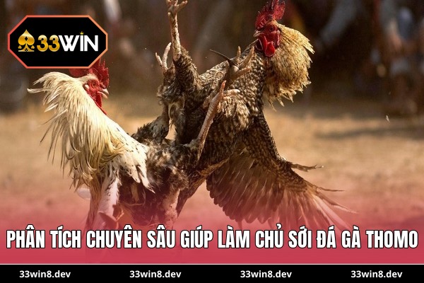 Phân tích chuyên sâu giúp làm chủ sới đá gà Thomo