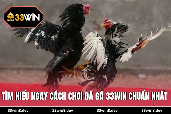 Tìm hiểu ngay cách chơi đá gà 33WIN chuẩn nhất